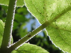 Heracleum moellendorffii