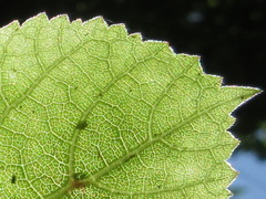 Heracleum moellendorffii