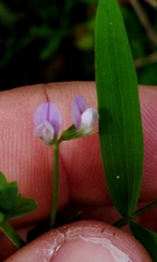 Lathyrus pusillus