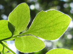 Corydalis ochotensis