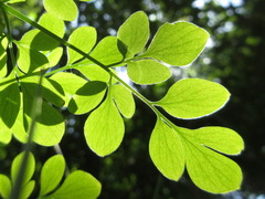 Corydalis ochotensis