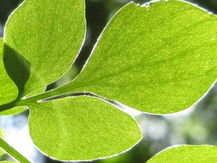 Corydalis ochotensis