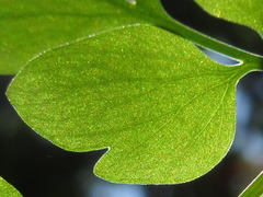 Corydalis ochotensis