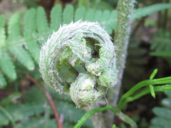 Dryopteris lacera