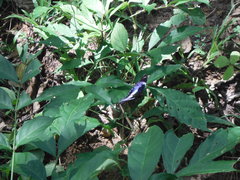 Hypolimnas salmacis salmacis