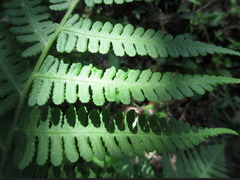 Dryopteris lacera