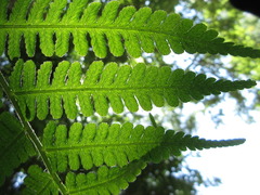 Dryopteris lacera