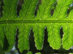Dryopteris lacera