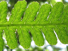 Dryopteris lacera
