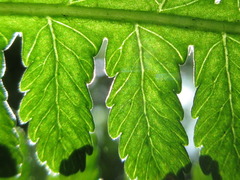 Dryopteris lacera