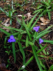 Tradescantia humilis