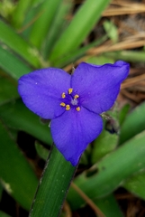 Tradescantia humilis
