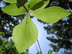Angelica decursiva