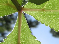 Angelica decursiva
