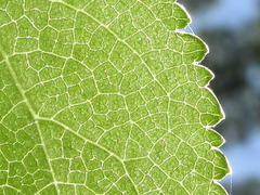 Angelica decursiva