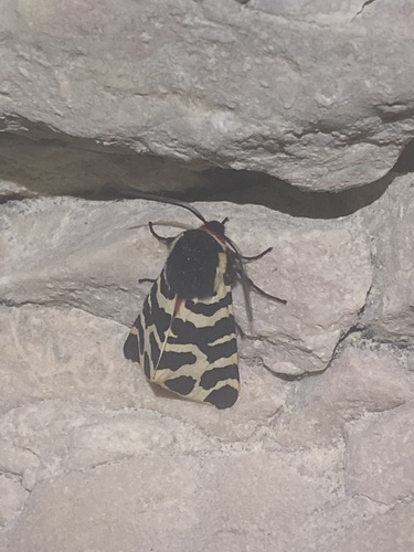 Arctia tigrina photo 4