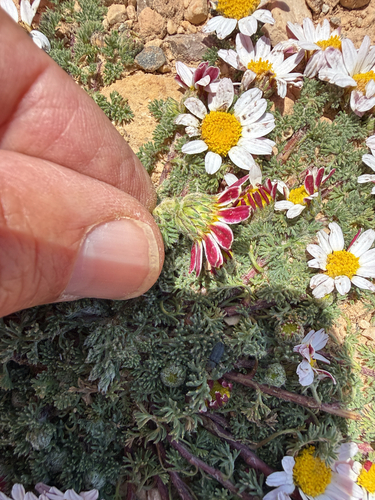 Anacyclus pyrethrum, photograph 3