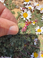 Anacyclus pyrethrum, photograph author not stated, no rights reserved