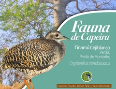 Crypturellus transfasciatus