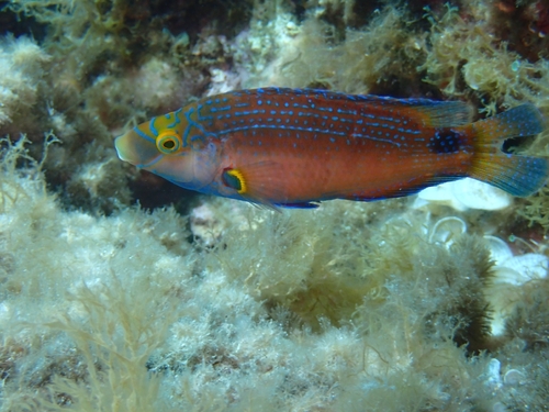 Symphodus mediterraneus