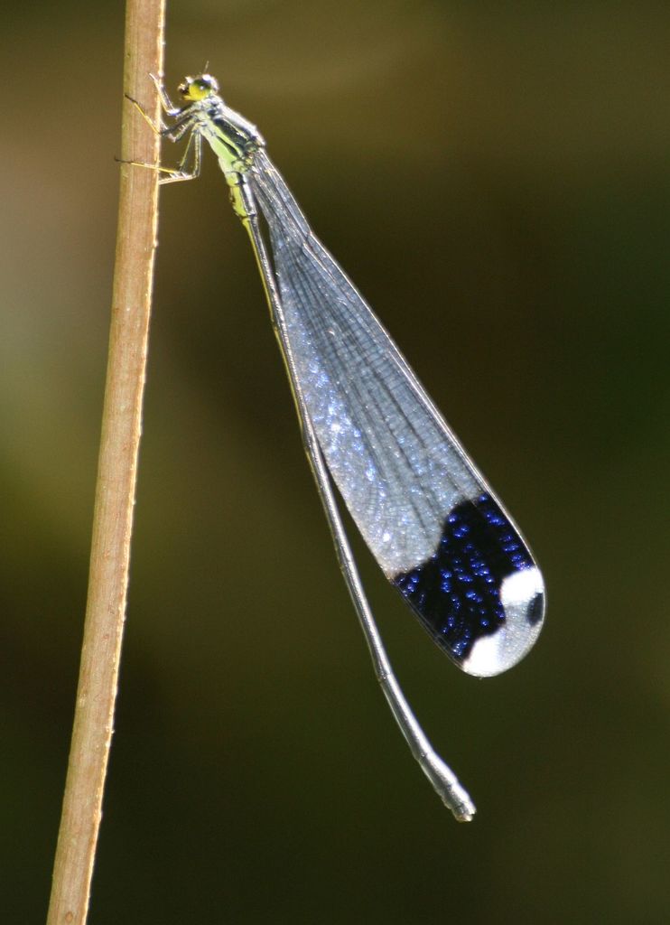 Megaloprepus diaboli