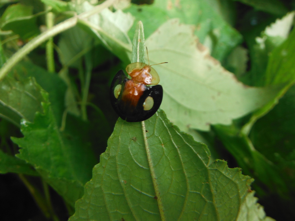 Aspidomorpha fenestrata