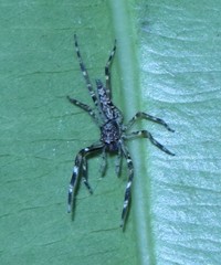 Spartaeinae