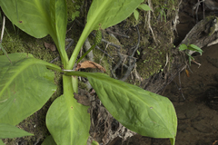 Lysichiton camtschatcensis