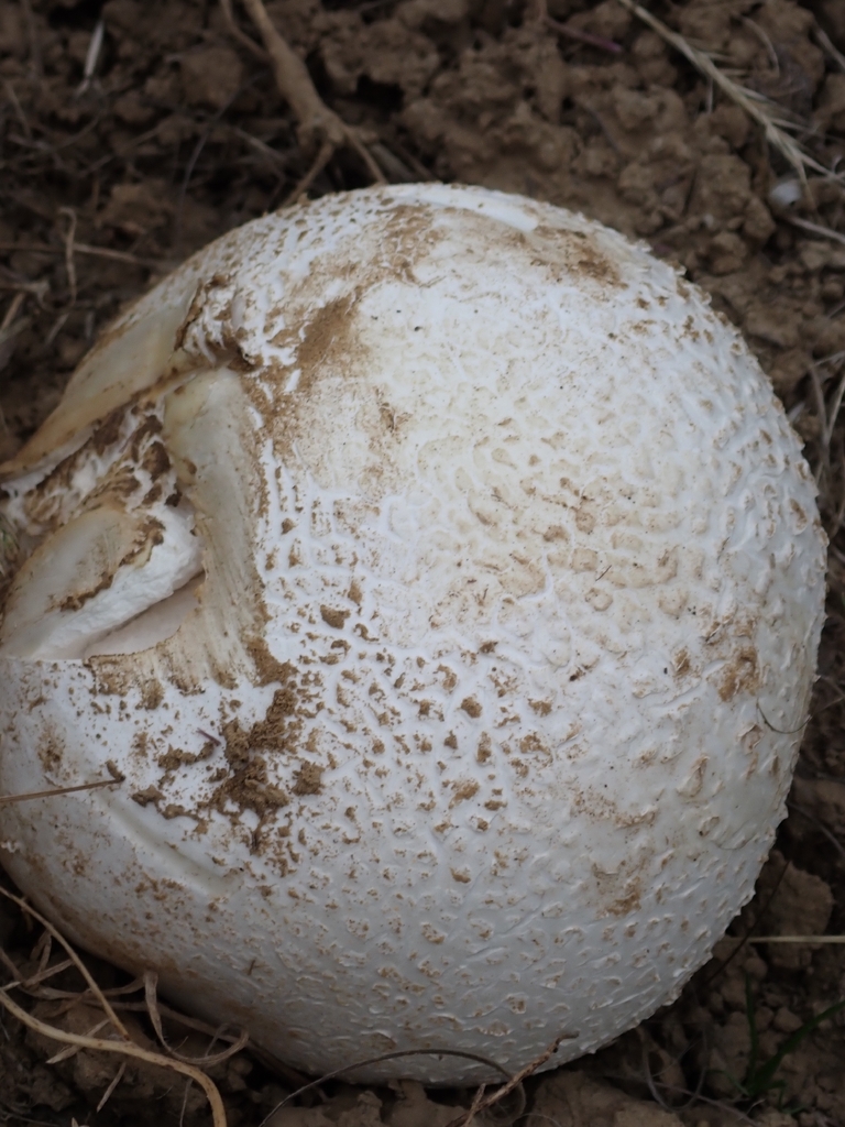 Calvatia booniana