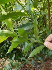 Helicia cochinchinensis