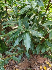 Helicia cochinchinensis