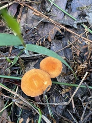 Marasmius elegans