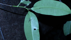 Spartaeinae