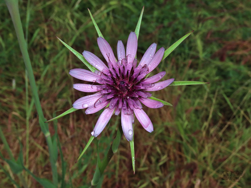 Tragopogon porrifolius iNat (2)