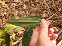 Dioscorea japonica