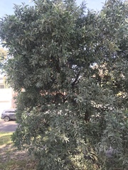 Banksia integrifolia