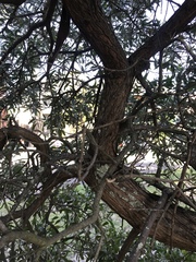 Banksia integrifolia
