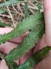 Microlepia marginata bipinnata