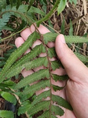 Microlepia marginata bipinnata
