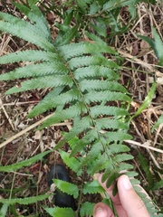 Microlepia marginata bipinnata