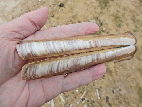 Ensis siliqua