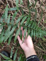 Microlepia marginata bipinnata