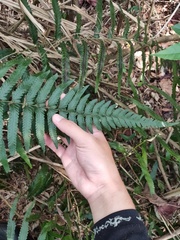 Microlepia marginata bipinnata