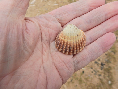 Acanthocardia echinata