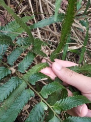 Microlepia marginata bipinnata