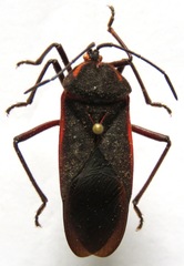 Sephina subulata
