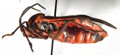 Sephina subulata
