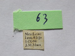 Sephina subulata