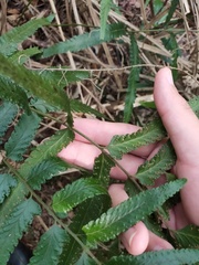 Microlepia marginata bipinnata
