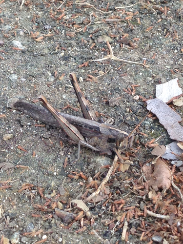 Photo of Gray Bird Grasshopper (Schistocerca nitens)